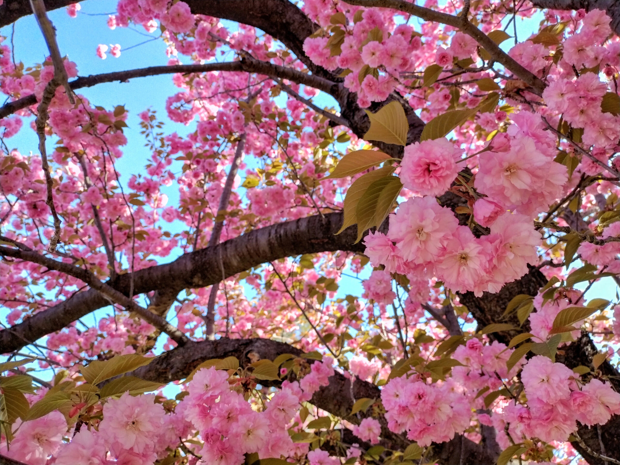 Blossoming